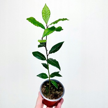 Liść Laurowy Wawrzyn P9