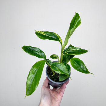 Alpinia zerumbet Variegata