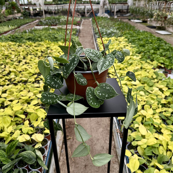 Scindapsus Pictus Argyraeus Scindapsus pstry P17 wisząca