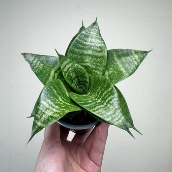 Sansewieria gwinejska Green Hahnii Sansevieria trifasciata P9