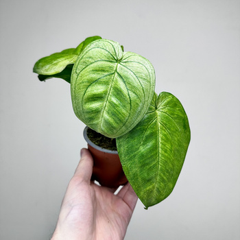 Syngonium Ice Frost Zroślicha P9