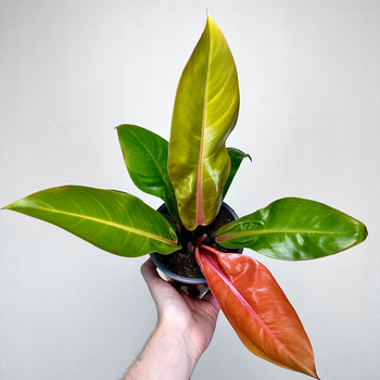 Philodendron Prince of Orange Filodendron P14