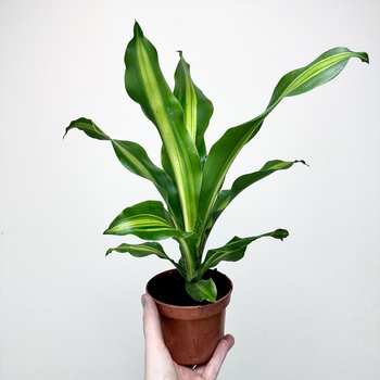 Dracaena Fragrans Burley Dracena Wonna P12