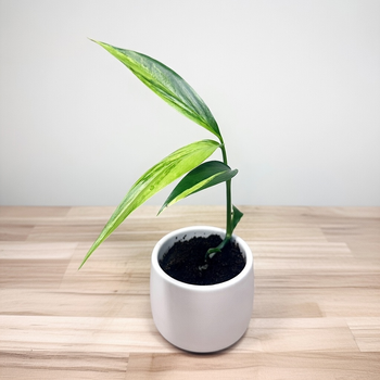 Epipremnum amplissimum Variegata P9