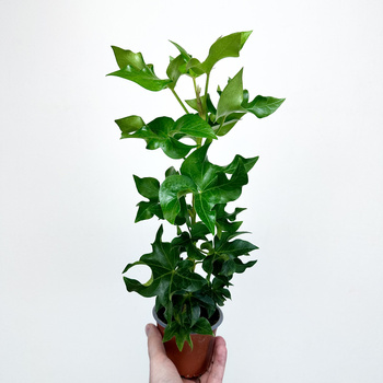 Fatshedera Zielona Fatsjobluszcz P9