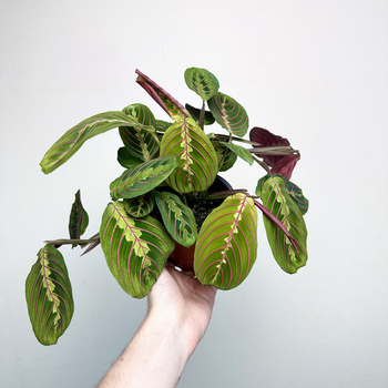 Maranta Leuconeura Fascinator Tricolor P12