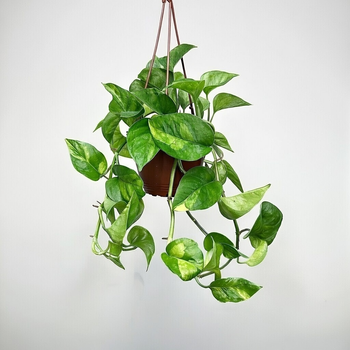 Epipremnum pinnatum Global Green P17 wisząca