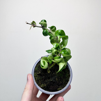 Hoya Carnosa Compacta Hoja P9