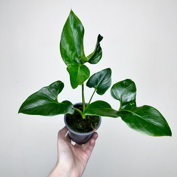 Philodendron Fun Bun Filodendron P11