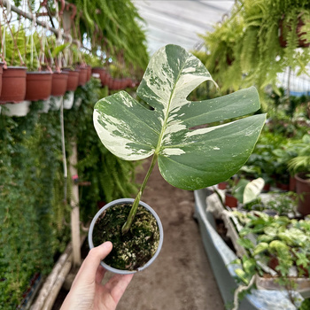 Monstera deliciosa Variegata