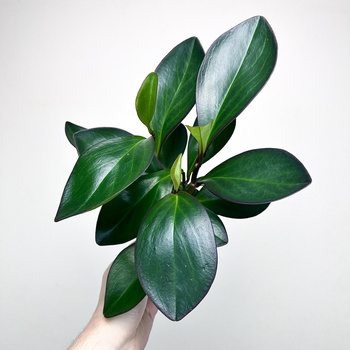 Peperomia clusiifolia Red Margin P9