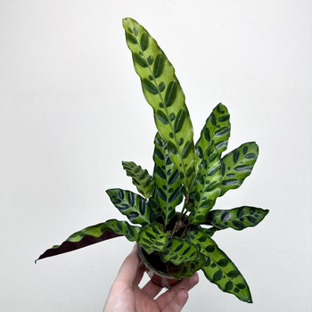 Calathea lancifolia Kalatea lancetolistna P9