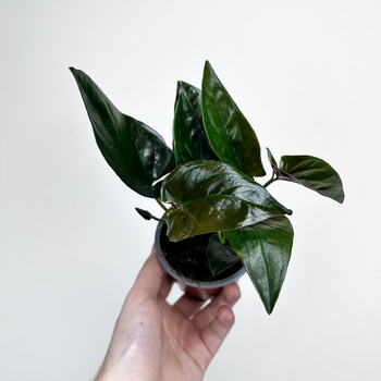 Syngonium Erythrophyllum Red Arrow Zroślicha P9