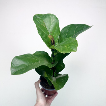 Ficus Lyrata Bambino Fikus Dębolistny Figowiec P12