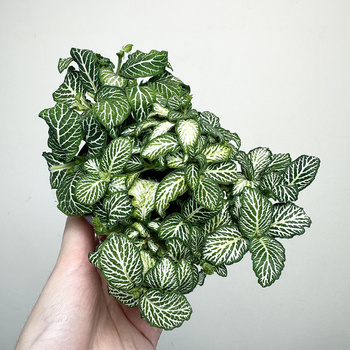 Fittonia Fitonia biało-zielona