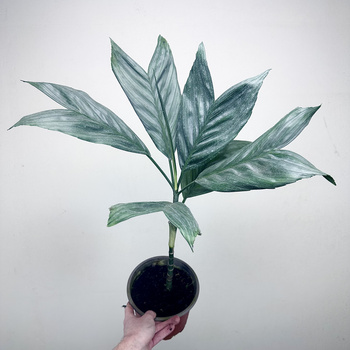 Chamaedorea Metallica Chamedora Palma XL