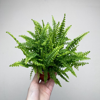 Paproć Green Lady Nephrolepis exaltata P9