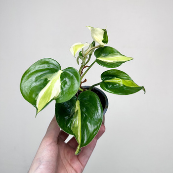 Philodendron Cream Splash Filodendron P9