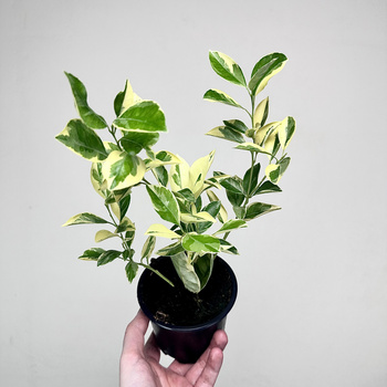 Citrus Variegata Kalamondyna Cytrus P11