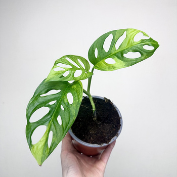 Monstera Adansonii Aurea Variegata P12