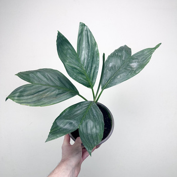 Chamaedorea Metallica Chamedora Palma P17