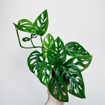 Monstera Obliqua Monkey Mask P12