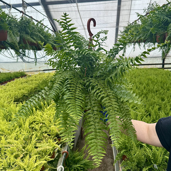 Paproć Macho Nephrolepis P19 wisząca