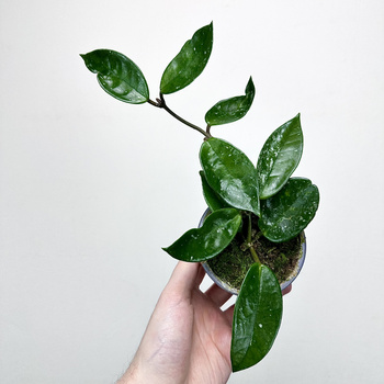 Hoya Silver Flake Hoja P9