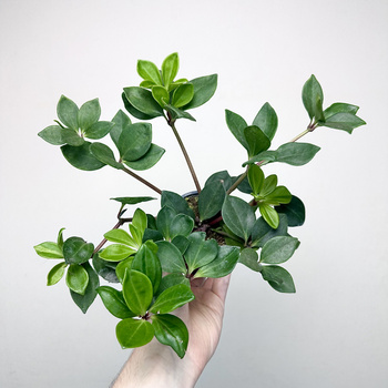 Peperomia Pereskiifolia P9
