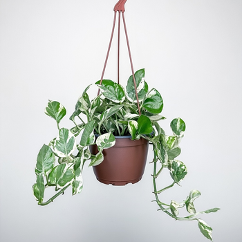 Epipremnum Pearls and Jade | White Panther P17 wisząca