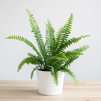 Paproć Kimberly Queen P9