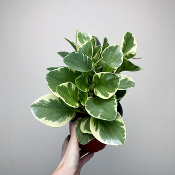 Peperomia obtusifolia Variegata P17