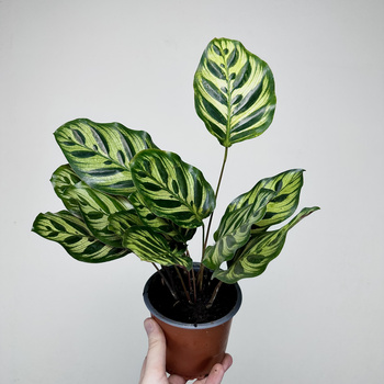 Calathea Makoyana Kalatea Makoya P12