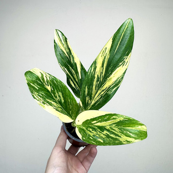 Monstera Standleyana Yellow Variegata P9