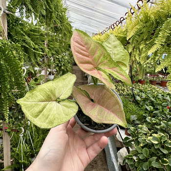 Syngonium Pink Freckles P9