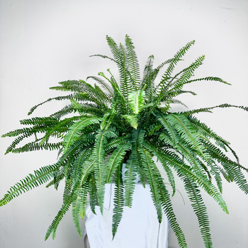 Paproć Kimberly Queen P22 wisząca XXL