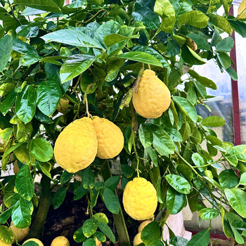 Cytryna Skierniewicka Cytrus