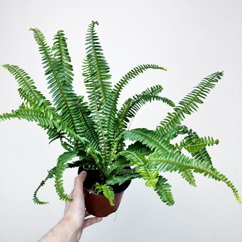 Paproć Kimberly Queen P14