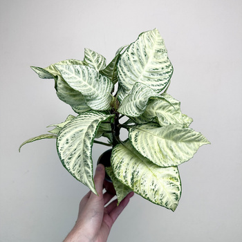 Aphelandra squarrosa White Wash Afelandra P9