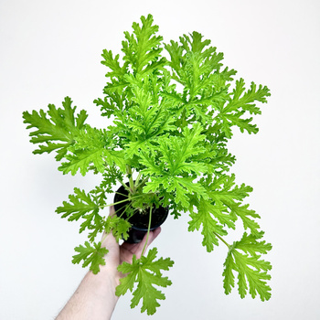 Geranium Anginka Pelargonium graveolens pelargonia pachnąca