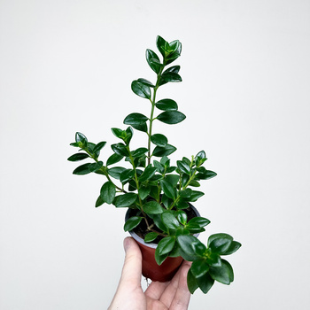 Hypocyrta Nagarbia Nematantus Całusek P9