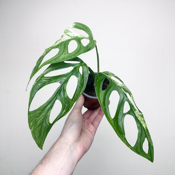 Monstera Indonesian Marble Variegata P9