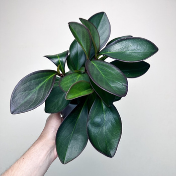 Peperomia clusiifolia Red Margin P11