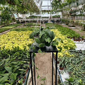 Scindapsus Pictus Argyraeus Scindapsus pstry P15 wisząca