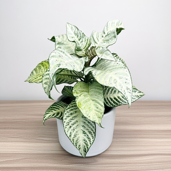 Aphelandra squarrosa White Wash Afelandra P12