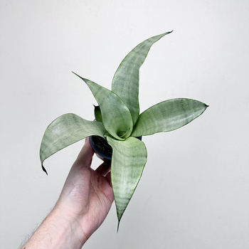 Sansewieria Moonshine Sansevieria trifasciata P9