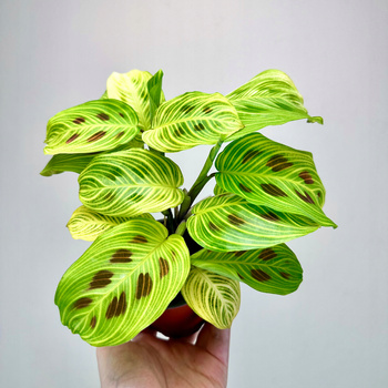 Maranta Light Veins P9