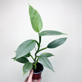 Philodendron Silver Queen Filodendron P9