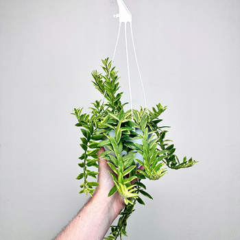 Aeschynanthus bolero Bicolore Eszynanthus P15 wisząca