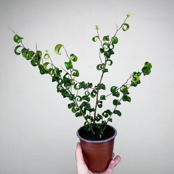 Ficus Benjamina Barok Figowiec Fikus P12